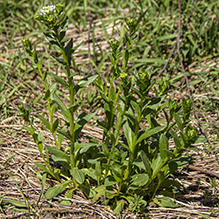 field pennycress