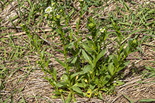 field pennycress
