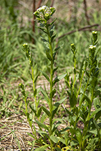 field pennycress