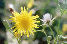 field sow thistle field sow thistle