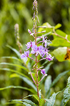 fireweed (ssp. angustifolium)