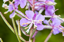 fireweed (ssp. angustifolium)