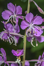 fireweed (ssp. angustifolium)