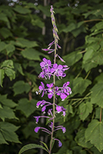 fireweed (ssp. angustifolium)