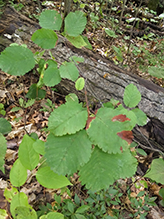 flowering plant (Class Magnoliopsida)