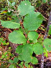 flowering plant (Class Magnoliopsida)