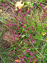 flowering plant (Class Magnoliopsida)