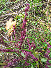 flowering plant (Class Magnoliopsida)