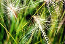 foxtail barley