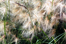 foxtail barley