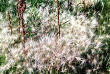 foxtail barley