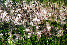 foxtail barley