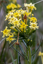 fringed puccoon