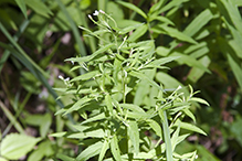 fringed willowherb (ssp. ciliatum)