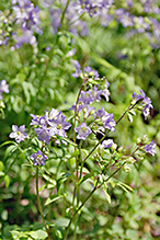 Greek valerian