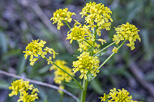 garden yellowrocket