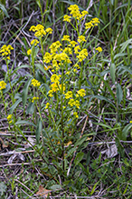 garden yellowrocket