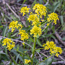garden yellowrocket