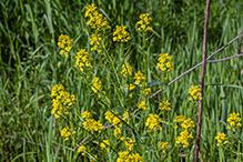 garden yellowrocket