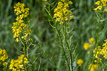 garden yellowrocket