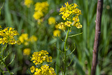 garden yellowrocket