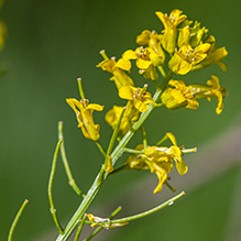 garden yellowrocket