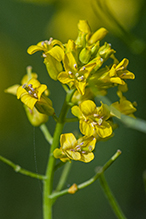garden yellowrocket