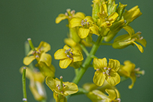 garden yellowrocket