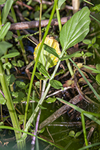 garden yellowrocket