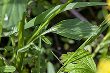garden yellowrocket