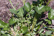 garden yellowrocket