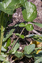 garden yellowrocket