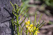 garden yellowrocket