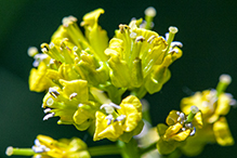 garden yellowrocket