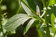 garden yellowrocket