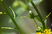 garden yellowrocket