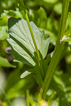 garden yellowrocket