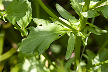 garden yellowrocket