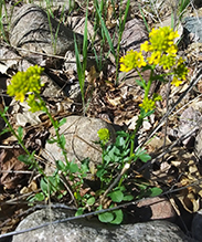garden yellowrocket
