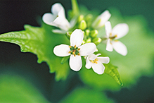 garlic mustard