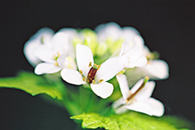 garlic mustard