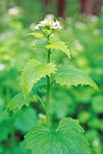 garlic mustard