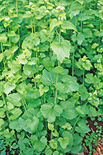 garlic mustard