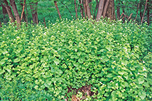 garlic mustard