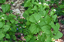 garlic mustard