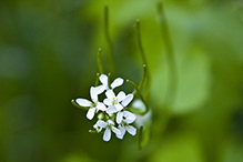 garlic mustard