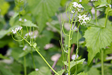 garlic mustard