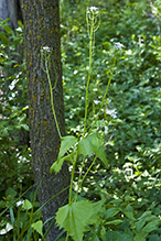 garlic mustard