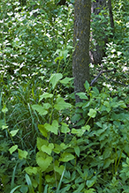 garlic mustard