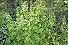 garlic mustard